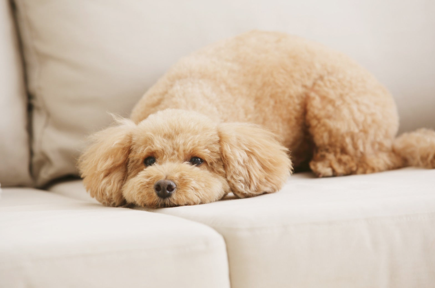 犬と暮らして変わったこと